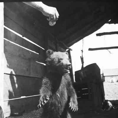 Bear cub