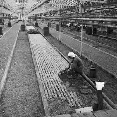 Workers in a greenhouse