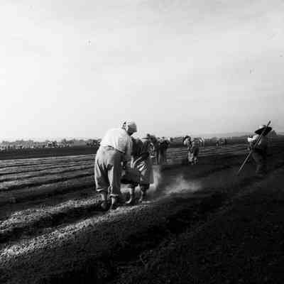Japanese women working in farm field