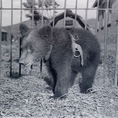 Bear cub in a cage
