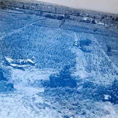 P-40 downed in a vineyard
