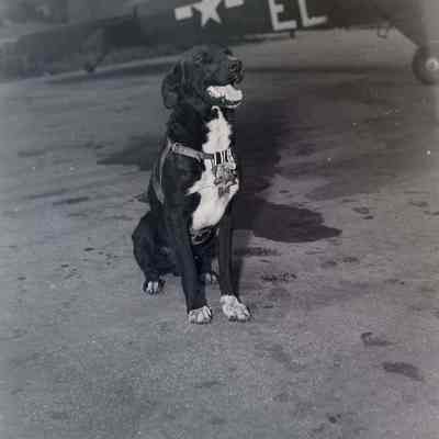 Blackie the dog