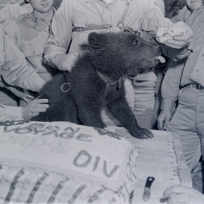 Soldiers feeding bear cub cake