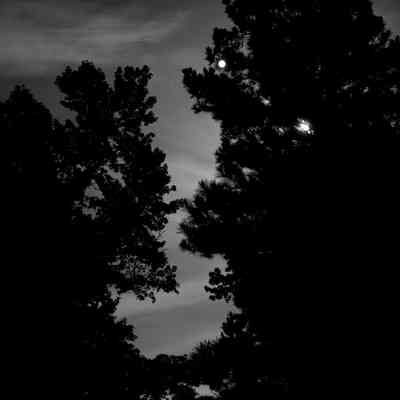 Moonlight on pine trees