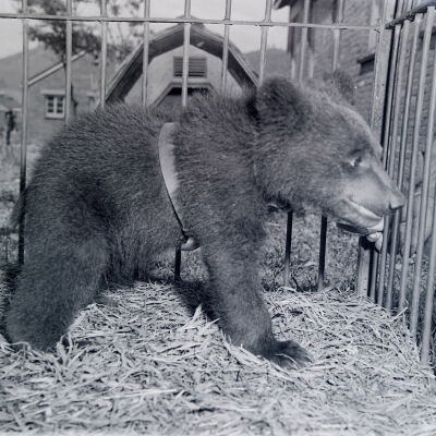 Bear cub in a cage