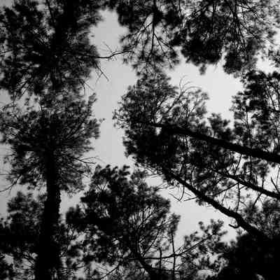 Trees and sky