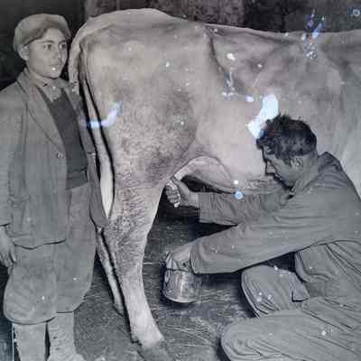 Soldier milking cow