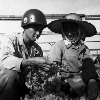 Man and a woman working in greenhouse