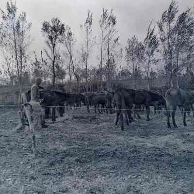Soldier feeding horses and mules