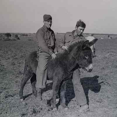 Soldier riding donkey