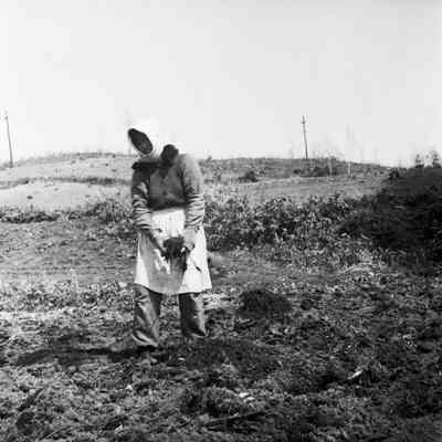 Japanese women working in farm field