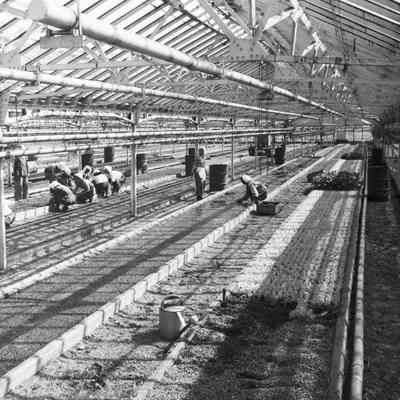 Greenhouse workers