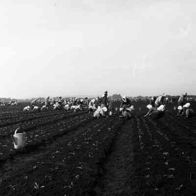 Japanese women working in farm field