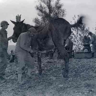 Soldiers cleaning horseshoes