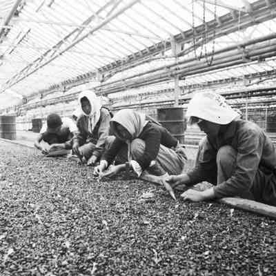 Workers in a greenhouse