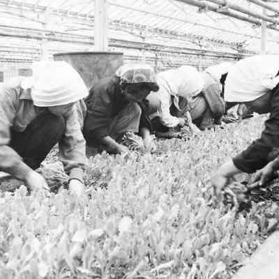 Workers in a greenhouse