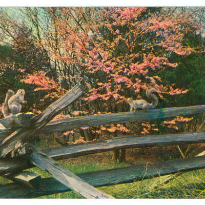 Postcard of Squirrels on a Fence
