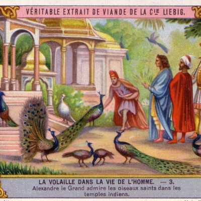 La Volaille Dans La Vie De Le'Homme-3