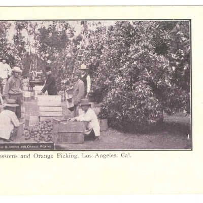 Postcard, Los Angeles, Orange Blossoms and Orange Picking, Los Angeles, Cal.