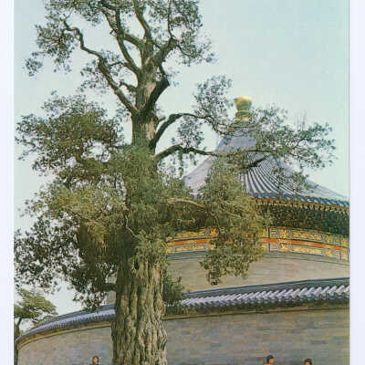 Postcard Set, China, Beijing, Tian Tan, Nine Dragon Cypress
