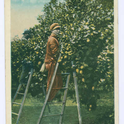 Postcard, Picking Lemons Southern Cal.