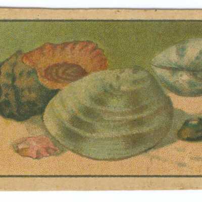 Tobacco Card, Large and Small Clams and Conch Shells