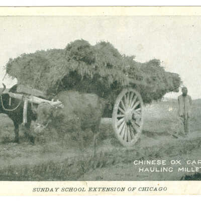 Postcard, Chinese Ox Cart Hauling Millet