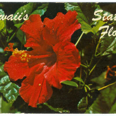 Postcard, Hawaii's State Flower