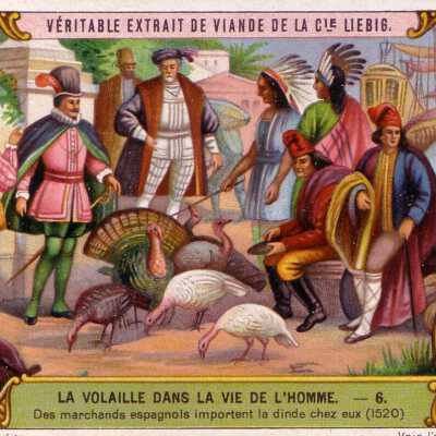 La Volaille Dans La Vie De Le'Homme-6