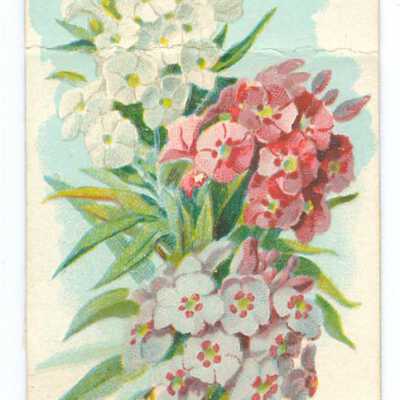 Tobacco Card, Flowers, Mou San Cigarettes