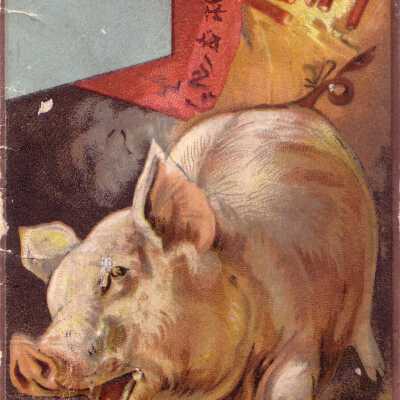 A Hog Squeals as Firecrackers Explode