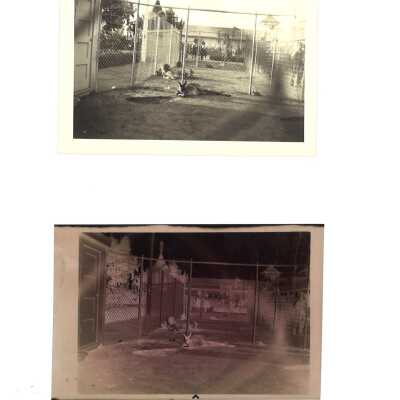 Kangaroo Lying on the Ground caged within a Fence World's Fair Chinese Village Parade