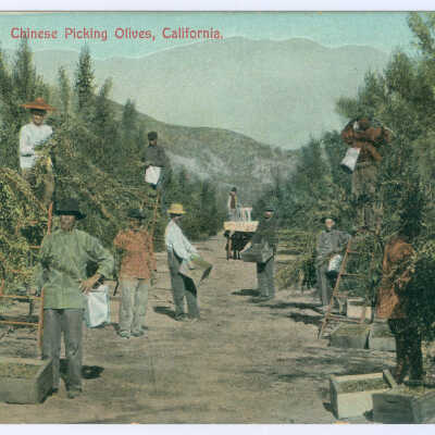 Postcard, Chinese Picking Olives, California