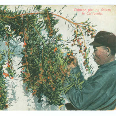 Postcard, Chinese Picking Olives in California