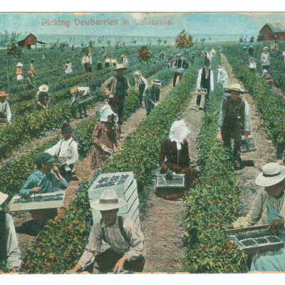 Postcard, Picking Dewberries in California