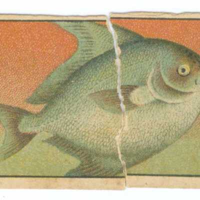 Tobacco Card, Large Silver Fish Chei Piu Yu