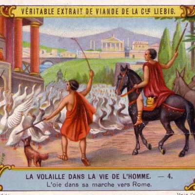 La Volaille Dans La Vie De L'Homme-4.