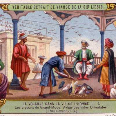 La Volaille Dans La Vie De L'Homme