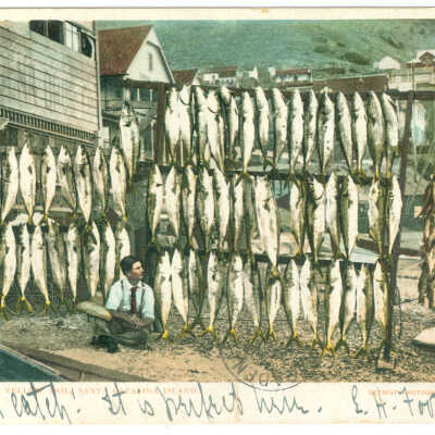 Postcard, Santa Catalina, A Catch of Yellow Tail, Santa Catalina Island