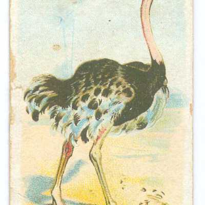 Tobacco Card, Ostrich