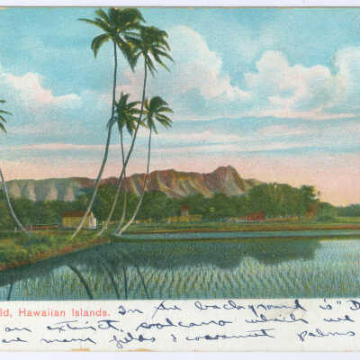 Postcard, Hawaii, Rice Field, Hawaii Islands