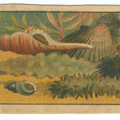 Tobacco Card, Seashells