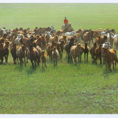 Postcard Set, Mongolia, Sturdy Steeds Galloping Ahead