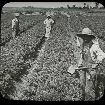 Glass Lantern Slide, Laborers