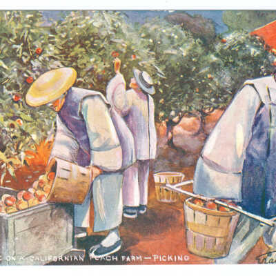 Chinese On A Californian Peach Farm - Picking