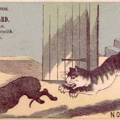 The Animal Card