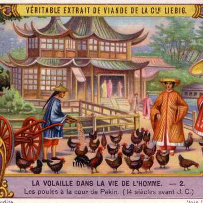 La Volaille Dans La Vie De L'Homme