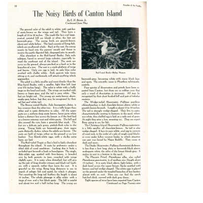 The Noisy Birds of Canton Island