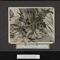 Image of coconuts from Palmyra in 1935, American Samoa in 1936, and Fanning in 1937 were successfully transplanted on Baker, Jarvis and Howland Islands