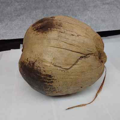 Coconut
